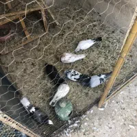 کفتر خوب|پرنده|تهران, یاخجی آباد|دیوار