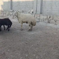 قوچ کردستانی اصل