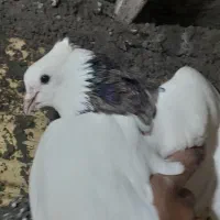 کبوتر پرشی