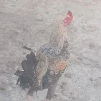 مرغ خروس. لاری . تخم بت|حیوانات مزرعه|زابل, |دیوار