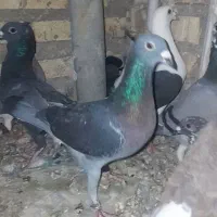 کبوتر گرفتنی