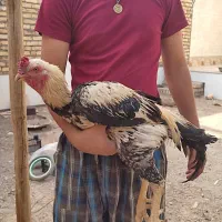 مرغ خروس وجوحه لاری