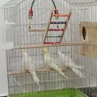 عروس هلندی|پرنده|نورآباد ممسنی, |دیوار