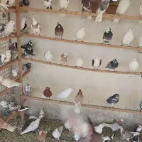 کبوتر|پرنده|ورامین, خیر آباد|دیوار