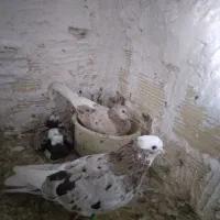 کفتر فروش و معاوضه
