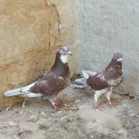 کبوتر|پرنده|رامیان, |دیوار