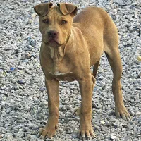 پیت بول|سگ|یاسوج, |دیوار