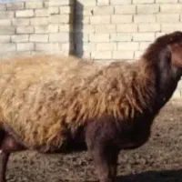 یک عدد میش پشندی سیاه قرمز گم شده است
