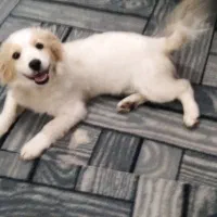 توله سگ|سگ|کاشان, مفتح|دیوار