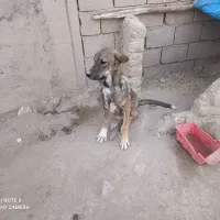 توله سگ سرابی|سگ|نظر کهریزی, |دیوار