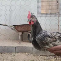 جوجه سلطان و جوجه محلی|حیوانات مزرعه|یزد, |دیوار