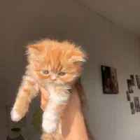 بچه گربه های اشرافی و زیبا|گربه|بیرجند, |دیوار