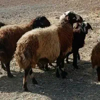 قوچ نژادمهربانی پلنگی|حیوانات مزرعه|خزل, |دیوار