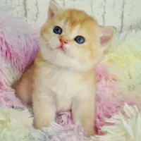 بچه‌گربه اسکاتیش وارداتی با اصالت و سلامت