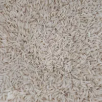برنج هاشمی طارم