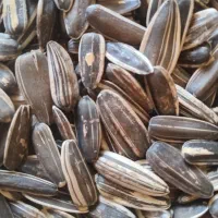 تخمه سنقری درجه یک یک کشت اول