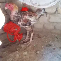 خروس لاری سالم