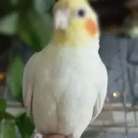 عروس هلندی