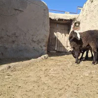 بره نر هترو بالا ۷۰ کیلو|حیوانات مزرعه|سرولایت, |دیوار