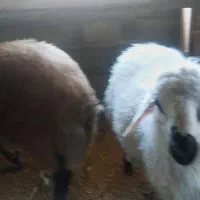 فروش میش چند قلو زا افشاری آبستن|حیوانات مزرعه|آسارا, |دیوار