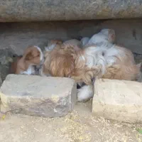 سگ پاکوتاه پشمی
