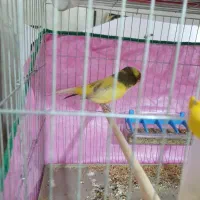 قناری نر مست رسمی بلند