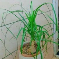 گل طبیعی اپارتمانی|گل و گیاه طبیعی|فسا, |دیوار