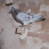 پشتی|پرنده|تربت جام, حافظ|دیوار