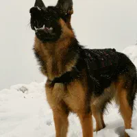 سگ ژرمن وورک اصیل واگذاری