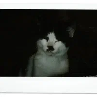 واگذاری فوری گربه قشنگم|گربه|مشکیندشت, |دیوار