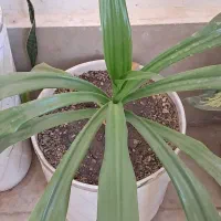 گل با گلدون سرامیک|گل و گیاه طبیعی|پردیس, فاز ۸|دیوار