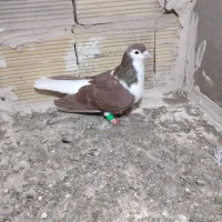 کفتر|حیوانات|مشهد, تبادکان|دیوار