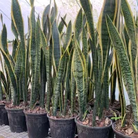 فروش ویژه گل به قیمت عمده|گل و گیاه طبیعی|سبزوار, امیر کبیر|دیوار