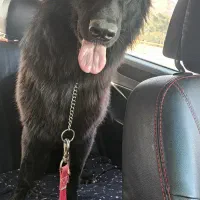 سگ ژرمن بلک شناسنامه دار اصیل