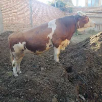 2 راس گوساله نر سیمنتال تخمی درجه 1