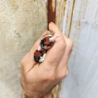 سهره سرسیاه و کرمونی