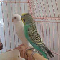 مرغ عشق جفت|پرنده|تبریز, |دیوار