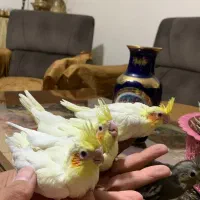 عروس هلندی