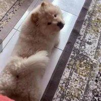 سک چاوچاو باهوش