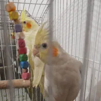 هلندی جفت