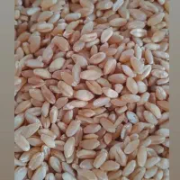 فروش گندم بذری با قیمت مناسب
