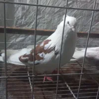 کبوتر نوک ریز|پرنده|مینودشت, |دیوار