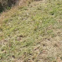 درخت سیب و چوب خشک