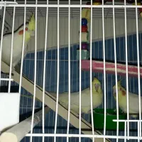 جفت عروس هلندی با جوجه و تخم