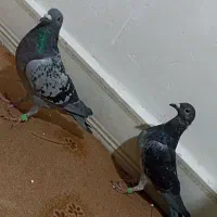20عددپلاکی 1ساعت پیگودرمسجدسلیمان|پرنده|مسجد سلیمان, |دیوار