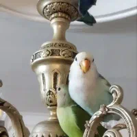 کوتوله برزیلی|پرنده|مشهد, شهرک امام هادی (شهرک غرب)|دیوار