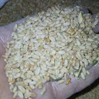 فروش عمده گندم درجه یک