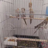 سلام..فروش جوجه عروس