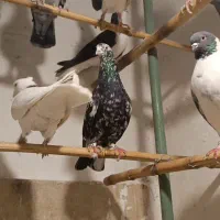 کبوتر.یاکفتر تهرانی شهرستانی|پرنده|مشکیندشت, |دیوار