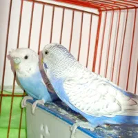 مرغ عشق دستی مولد نژاد اسپانگل.|پرنده|دورود, |دیوار